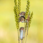 Справжня незалежність